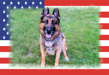 Retired Pocono Mountain Regional Police K-9 dies