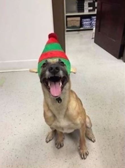 K9 Bruno, Amarillo Police Department, Texas