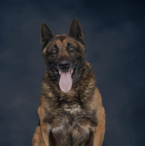 K9 Echo – New Jersey State Police